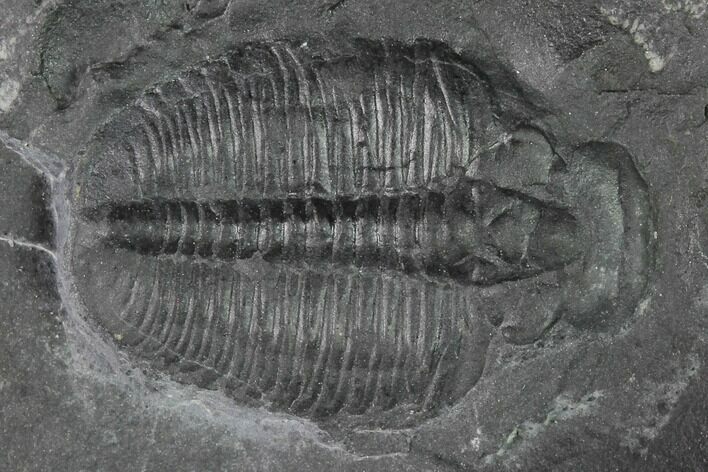 Elrathia Trilobite Molt Fossil - Utah #140124